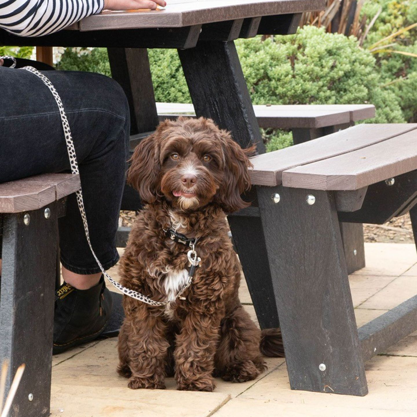 Your local dog friendly bar in Manchester